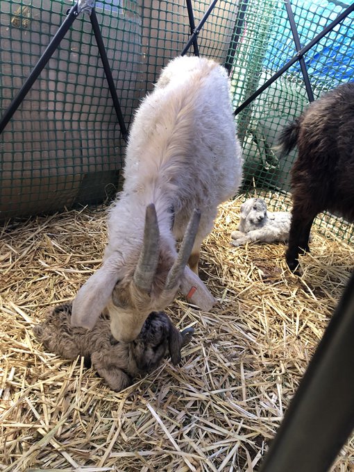 @CivilHeathen I have given you more baby goat pictures! 2 of my goats had babies the same day. https://t<a class="tags" href="/tag/civilheathen">@civilheathen</a><a href="/tag/panties"class="tags"><span>#panties</span></a><a href="/tag/usedpanties"class="tags"><span>#usedpanties</span></a><a href="/tag/wornpanties"class="tags"><span>#wornpanties</span></a><a href="/tag/usedpantiesforsale"class="tags"><span>#usedpantiesforsale</span></a>