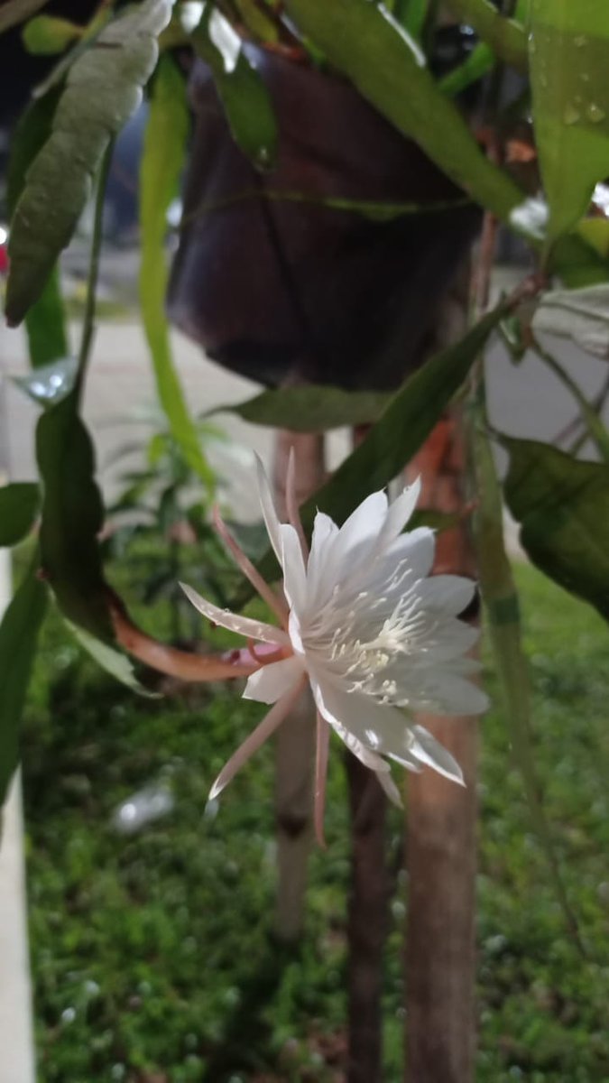 My wijayakusuma 🌼