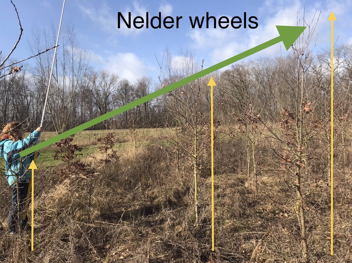 RDebeelde's tweet photo. Nelder wheels toegepast op een bosaanplant: de resultaten worden al zichtbaar na 4 jaar, tijdens de eerste metingen! 👍 #fornalab #TreeWheelsInGeerbos #fieldwork https://t.co/LpAS4SDISy