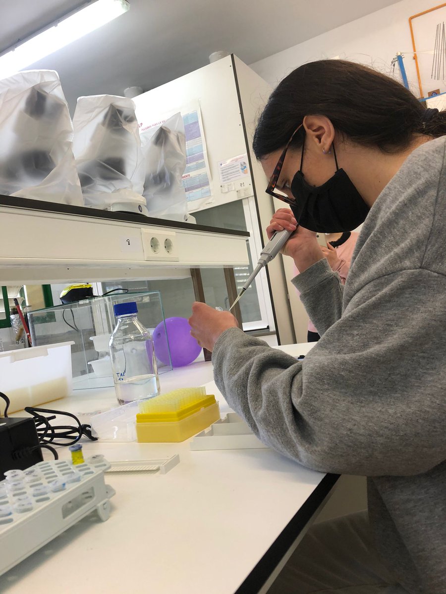 PortUIB's tweet photo. Molt feina avui al laboratori #DemolabUIB amb l'alumnat de batxillerat de @iesSONPACS 😀
➡️https://t.co/PH5QVKHXA7
#SeràsUIB #futuralumnat #ciència https://t.co/BAxfG4aZiu
