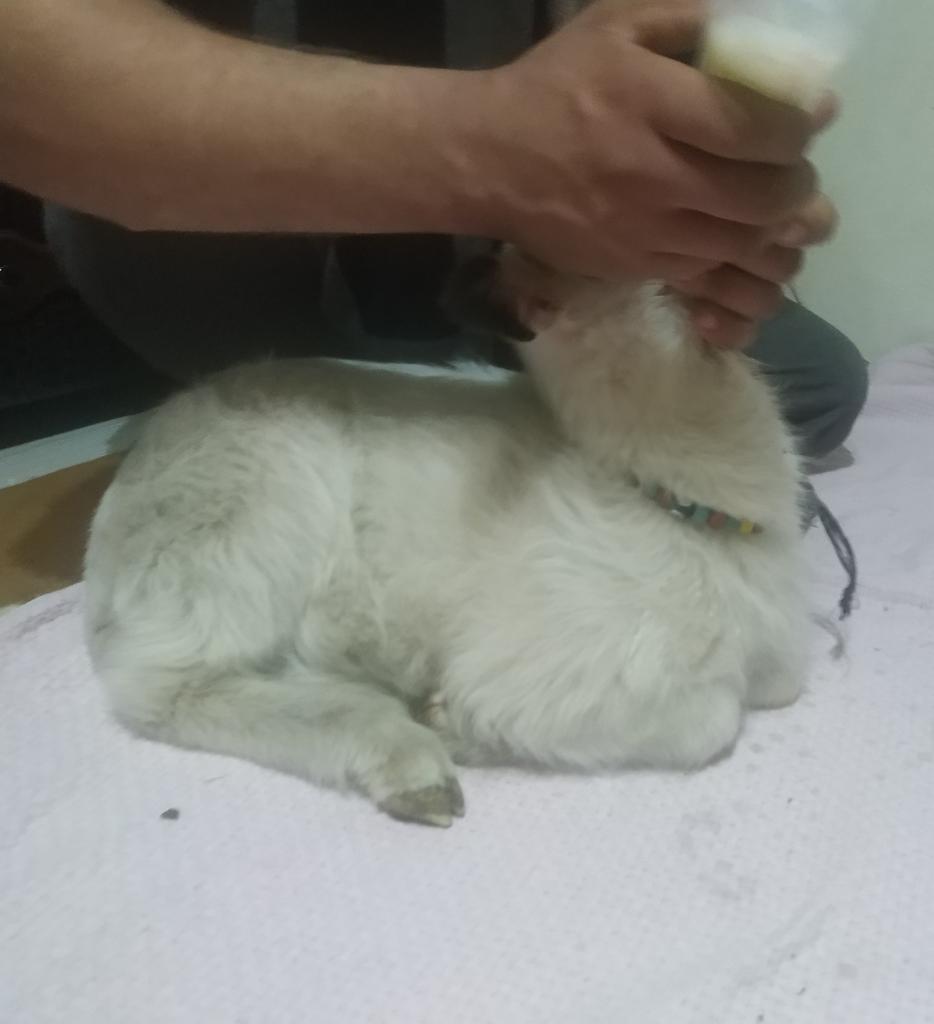 Her yiğidin bir süt icisi vardır fjjfjffm