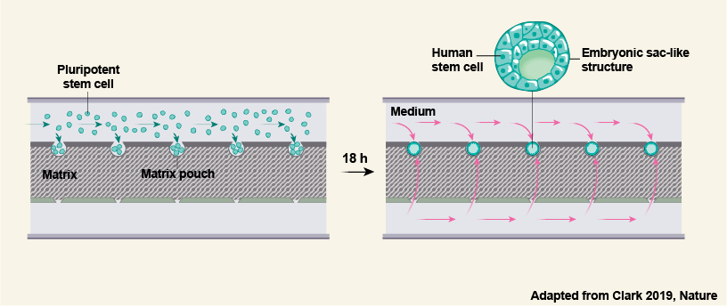 mina_popovic_'s tweet image. The microfluidics device contained 3 parallel channels: a central channel for loading a gel matrix, a top channel for loading the stem cells, and a third channel containing flowing medium. #ReproChallenge
