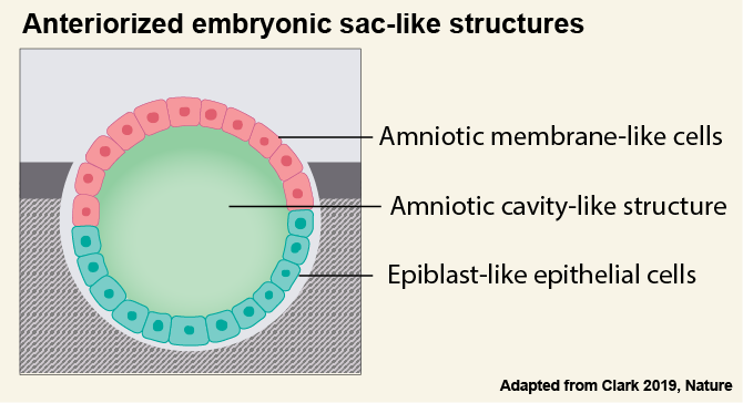 mina_popovic_'s tweet image. The anteriorized embryo sac-like structures contained epiblast-like cells at one pole and amniotic membrane-like cells at the other, resembling the human asymmetric embryonic sac prior to the onset of gastrulation. #ReproChallenge