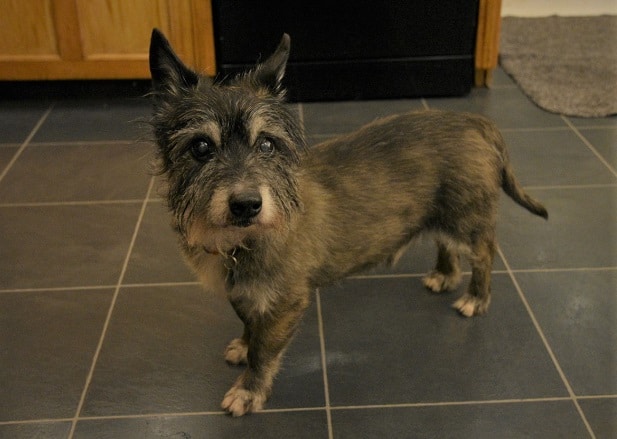 oldiesclub's tweet photo. URGENT  - Foster Home Needed for Ben
https://t.co/reHDaYsKKj https://t.co/OVIFocsjY4