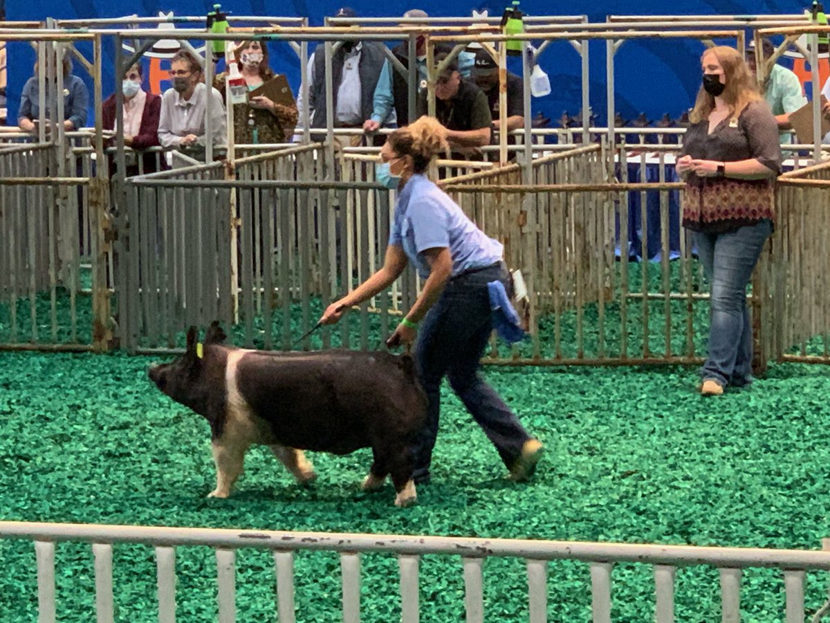 FfaFairfield's tweet photo. Way to go Calla and Ava! Both girls made sale at Houston Livestock Show with their hogs! We are all so proud of both you and all the hard work y'all put into your project! Way to represent Fairfield FFA! https://t.co/HKgRarz0qS