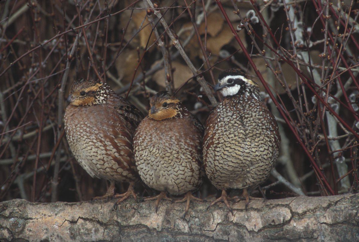 Are you interested in trying hunting or clay shooting? Our friends at Southwick Associates are working with organizations like QF and state natural resource agencies to help better develop programs for participation. Please help by taking this survey bit.ly/2NbUuNy