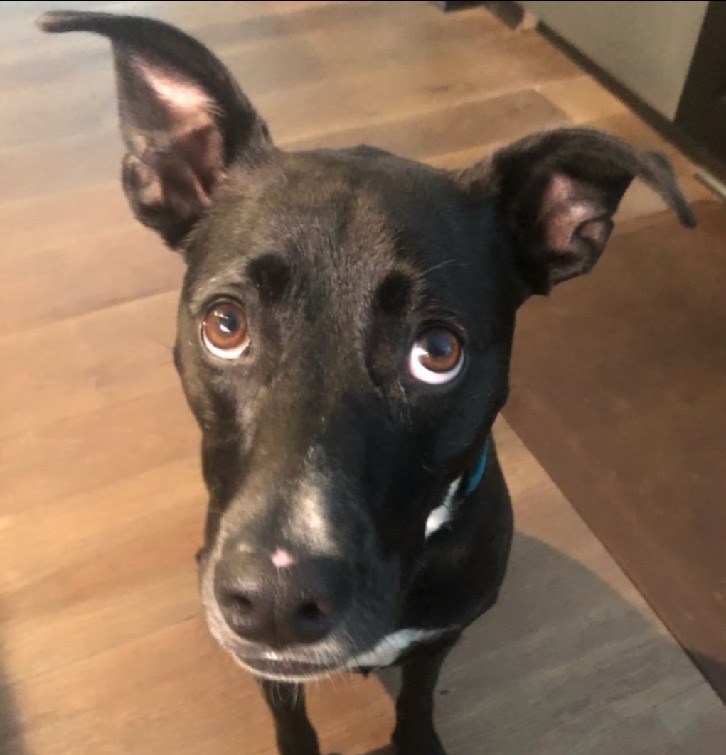 BURTPetSitters's tweet photo. What do you think our wonderful client, Riley, is thinking before her walk with Maurice?

https://t.co/JOhKC3CSKs 
404-860-2922 text 

#thankfulthursday #dogsofinstagram #atlanta #petsitters #barkinguptherighttree #atlantapetsitting #atlanta #BURT #premierpetsitters https://t.co/YPdnU7mrK0