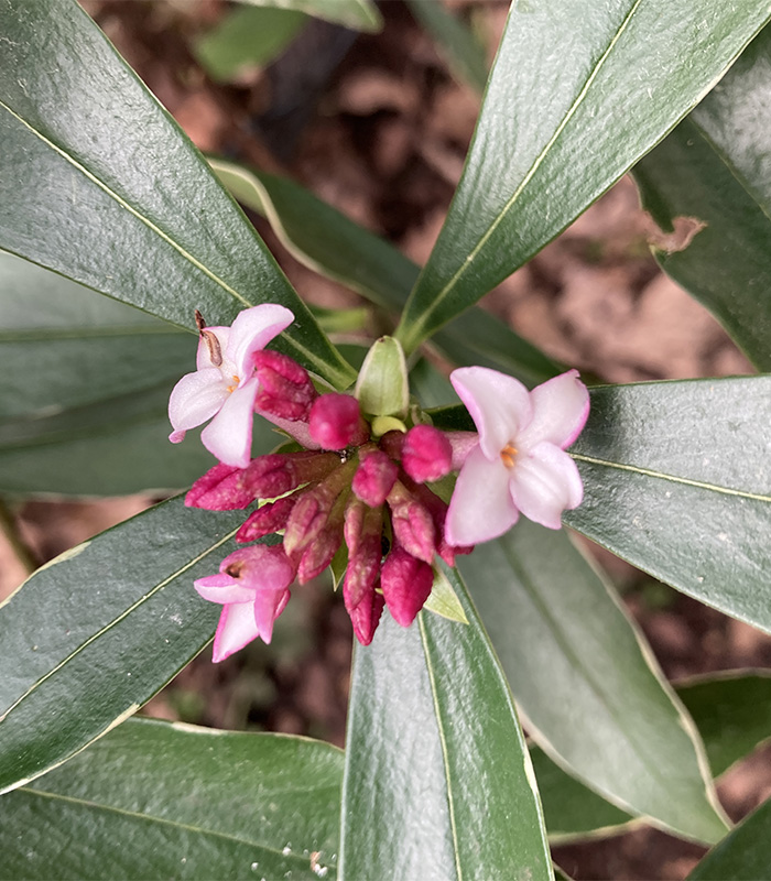 ComptonVerney's tweet photo. More buds are starting to emerge throughout the Icehouse Coppice. It won't be long until the footpaths are lined with beautiful flowers. #CVNatureDiary https://t.co/MfcmtWBVss