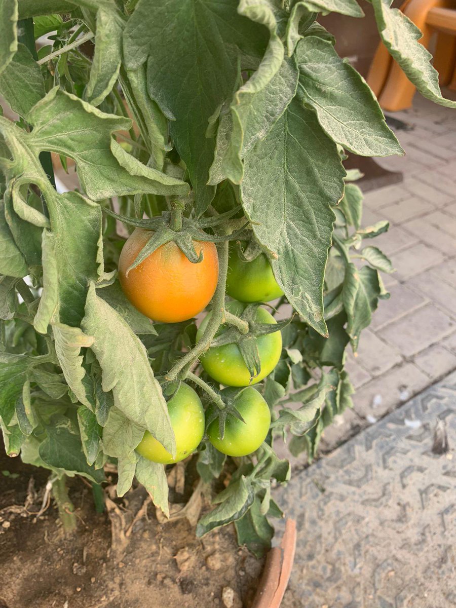aysha_school's tweet photo. المعنى الحقيقي للنجاح
اثمار النبتة بعد طول عناية وانتظار
شكرًا مشرفتنا الفاضله على هذه الكلمات الجميلة
طالبات الأمن الغذائي مدرسه عائشة بنت ابي بكر الثانوية #QBGfoodsecurity https://t.co/hkGpEWMSeO