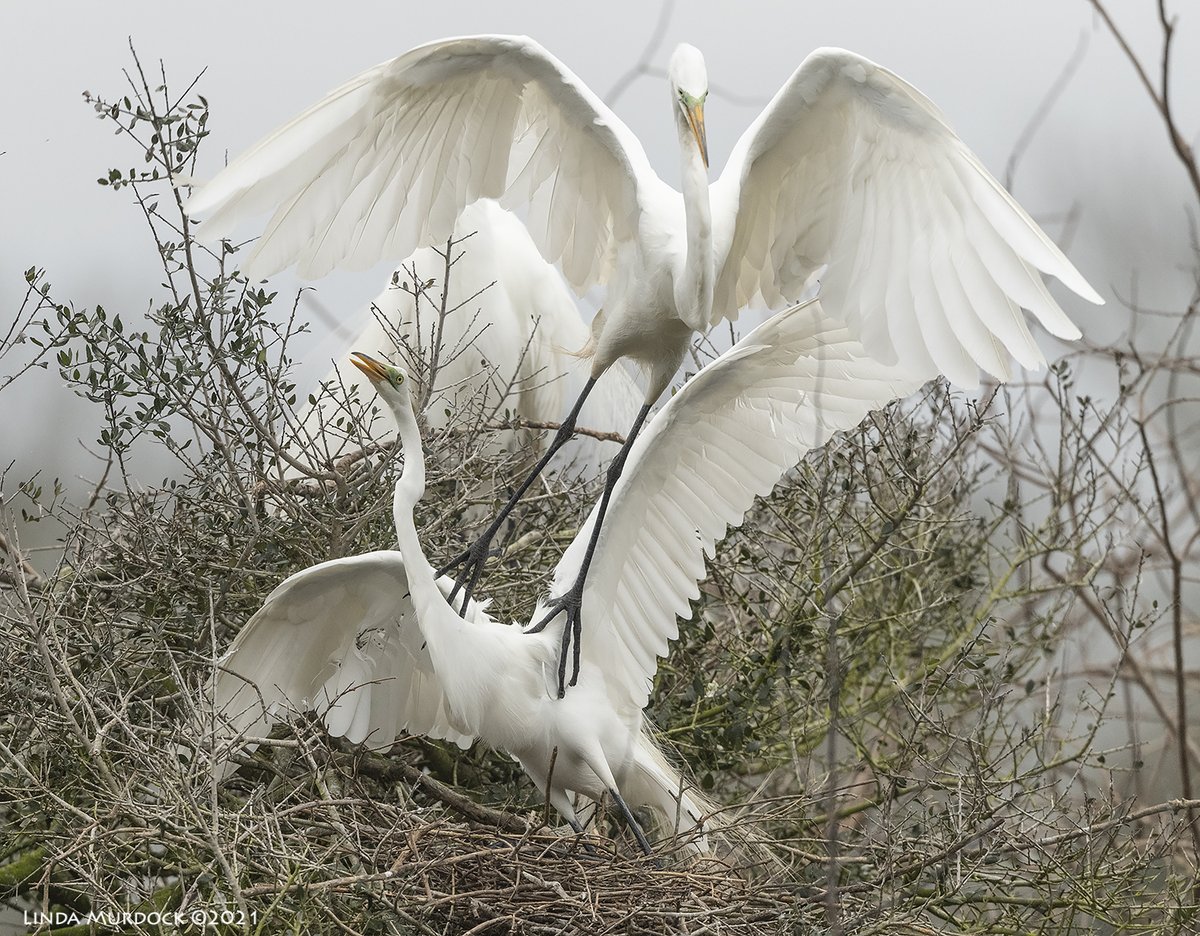 gustaviatex's tweet photo. Sometimes at a rookery the male is off getting a stick for the nest and an interloper will try to mate with the unguarded female. Last week we watched a female successfully fight off the unwanted attention of a lone male. #HighIsland #GreatEgrets #sociobiology #extrapaircoupling https://t.co/nhEPZrHcsR