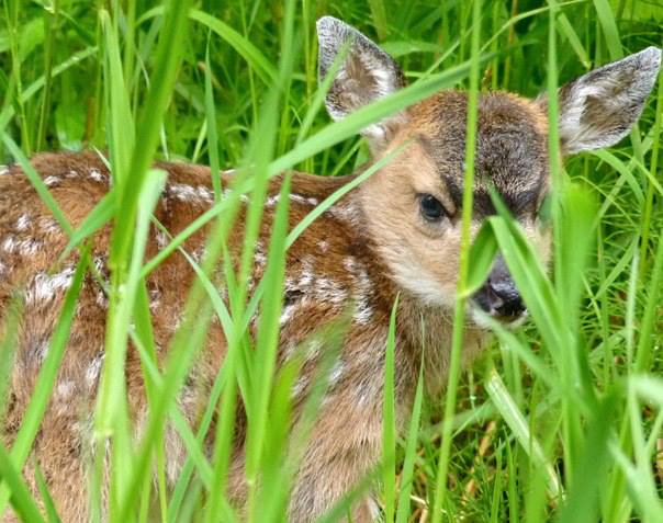 DeerSitka's tweet photo. We are a group of scientists, hunters, and fans of Sitka black-tailed deer and their temperate rainforest home, looking to raise awareness and increase research and outreach for these amazing deer. Learn more at https://t.co/0Yq8v8Zmz2! https://t.co/Cg7ITCkf91
