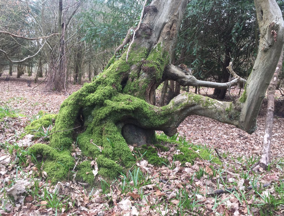 MeiLoft's tweet photo. Down in mossy Moat Wood this afternoon... 🌳🍃🍂
@WoodlandTrust #moss #ancientwoodland #trees #woods #bryophytes #commonhaircap #treelovers #wealdway https://t.co/aaOD9el22k