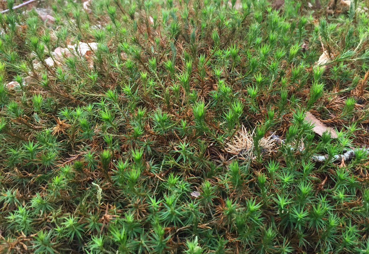 MeiLoft's tweet photo. Down in mossy Moat Wood this afternoon... 🌳🍃🍂
@WoodlandTrust #moss #ancientwoodland #trees #woods #bryophytes #commonhaircap #treelovers #wealdway https://t.co/aaOD9el22k