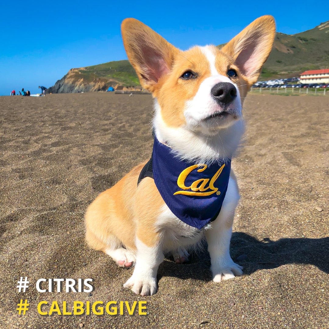 citrisnews's tweet image. Queso knows that our supporters are the corg-key to our success and hopes you won't fur-get to give to #CITRIS during #CalBigGive. 💙 💛 
🐶 Give now: bit.ly/3ljDKPi