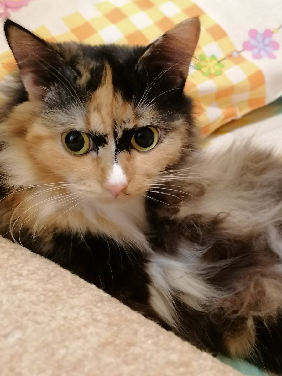 SmogVitya's tweet photo. Ой, а я тооже хочу. Смотрите какая красивая!! 
#коточетверг https://t.co/EIiNi0dyhp