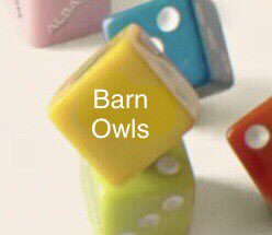 BarnOwlsBand's tweet photo. @theneedledrop We are truly humbled and excited for the opportunity https://t.co/aVxZSB8mTq