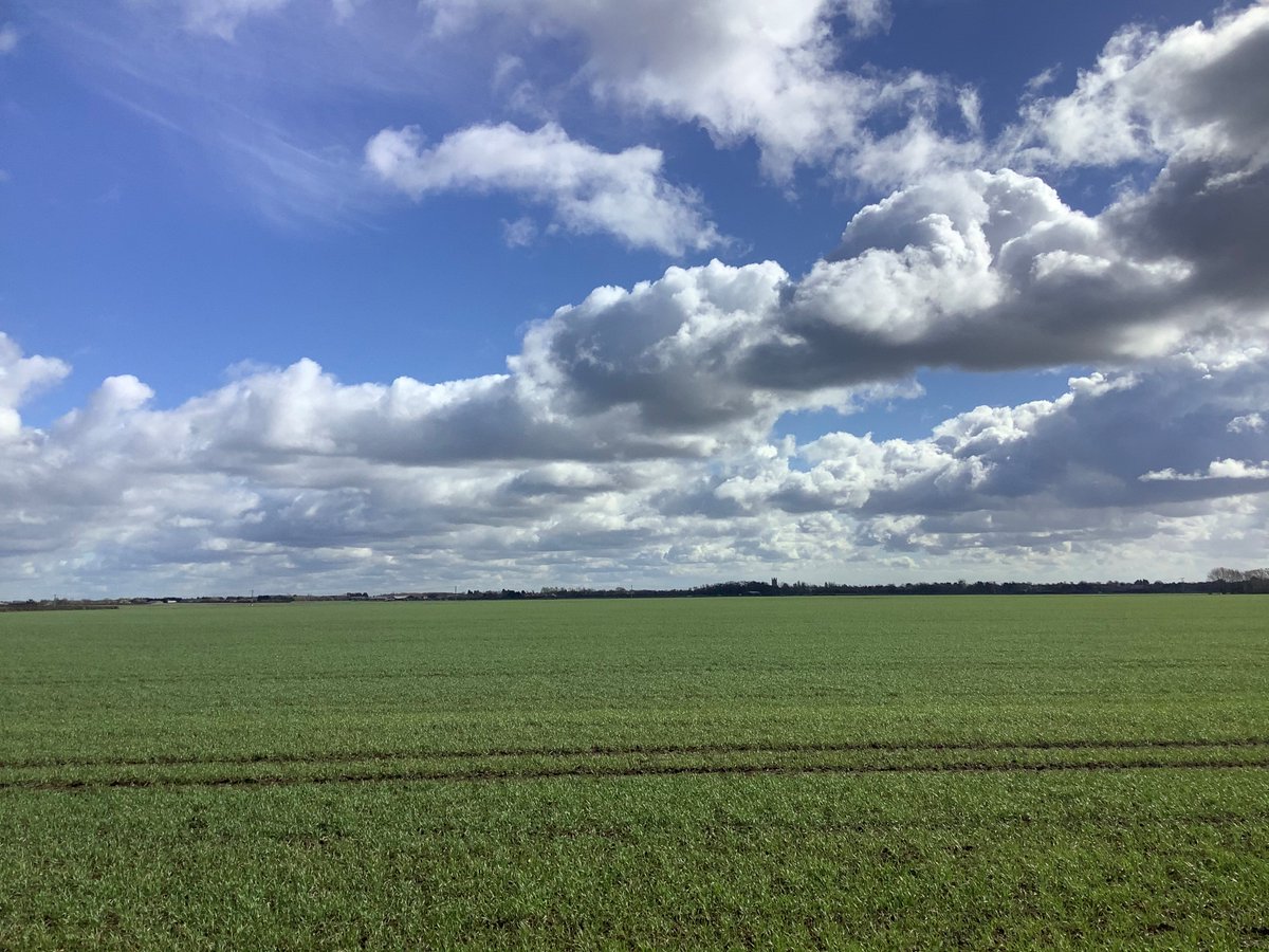NickersonUK's tweet photo. Fantastic looking crop of LG Skyscraper, near Cambridge 👌 Thanks @Eastern_Seeds for the pic! #lgskyscraper 🌞 https://t.co/PCe0qd6apJ