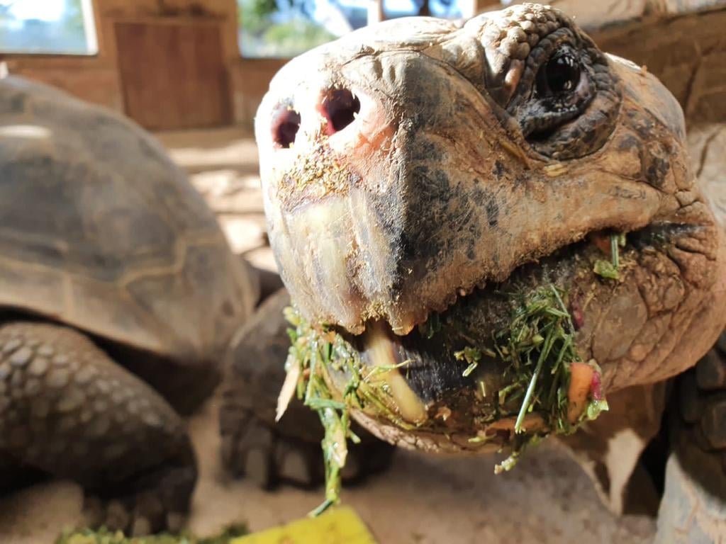 Crocs of the World tweet media