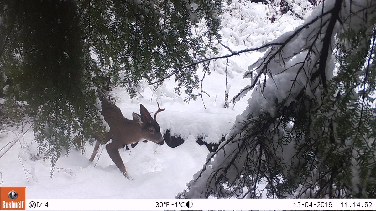 Winter is a tough time for deer in Alaska, and as we contemplate spring green-up this coming month, I thought I'd share some winter photos with you from our camera trapping project. Whew, I get tired just looking at them!
