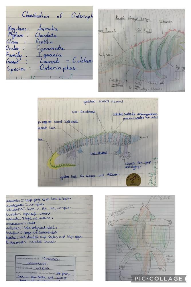 BGPrimary's tweet image. Lots of ‘curious creatures’ being scientifically classified by their characteristics in Y6 today. #BGPScience #Britishscienceweek
￼