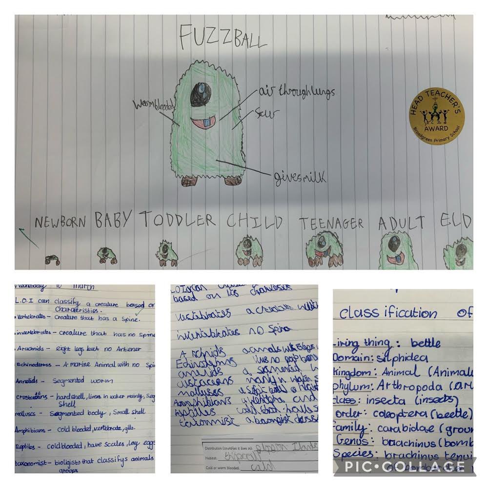 BGPrimary's tweet image. Lots of ‘curious creatures’ being scientifically classified by their characteristics in Y6 today. #BGPScience #Britishscienceweek
￼