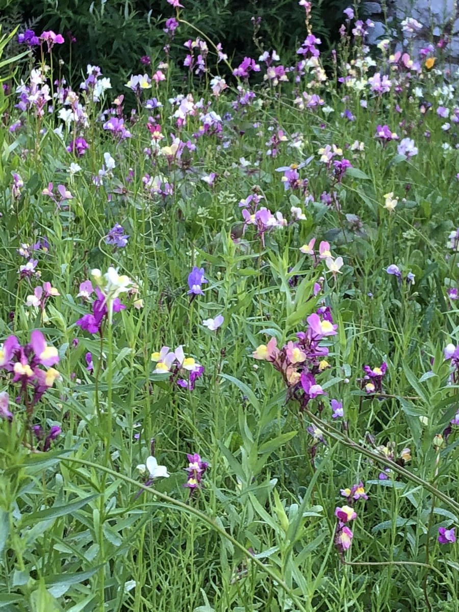 🌱Trevor Yelverton (@trevoryelverton) on Twitter photo Still looking a picture even after the heavy rains over the weekend!😊🌸🌱🌿
<a href="/PictorialMeadow/">Pictorial Meadows</a> Still looking a picture even after the heavy rains over the weekend!😊🌸🌱🌿
<a href="/PictorialMeadow/">Pictorial Meadows</a>