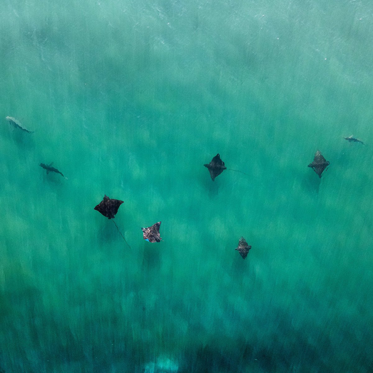 Synchronized Swimmers. 

#Photo by Single Fin Photo and donated to our Image Bank.