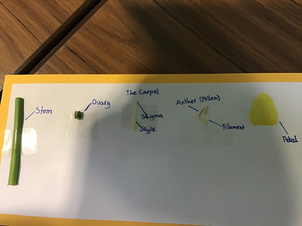 PrimaryArh's tweet photo. Year 5 have enjoyed dissecting flowers and identifying the different part #year5 #superscientists https://t.co/6YzHZxgAy7