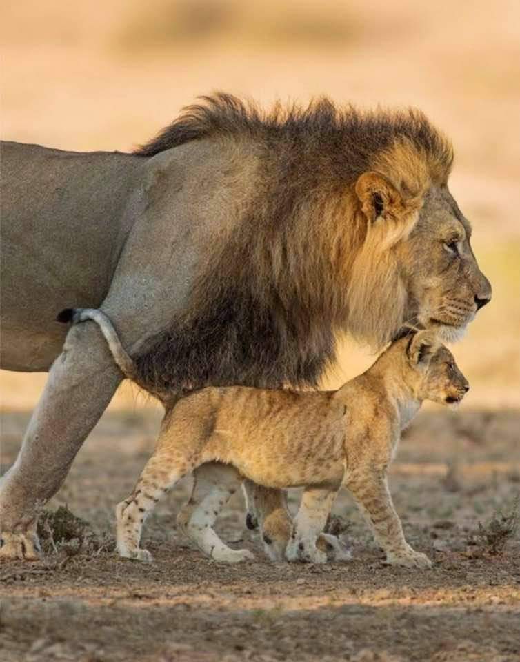 AMBeautifulNat1's tweet image. Beautiful Nature.