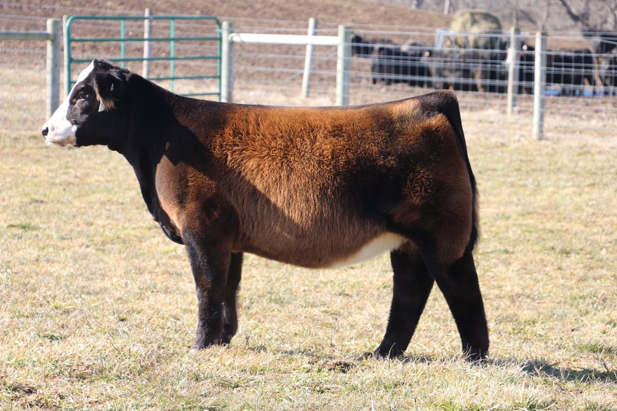 tssc121's tweet photo. Lot 1 Schaeffer Tice “The Egg Hunt” fall heifer and genetic sale. Relentless x Pays To Believe. March 23 https://t.co/oqvznKRRt5 #itsloaded @TiceNate @ross_helms https://t.co/pFXL7ePnRR