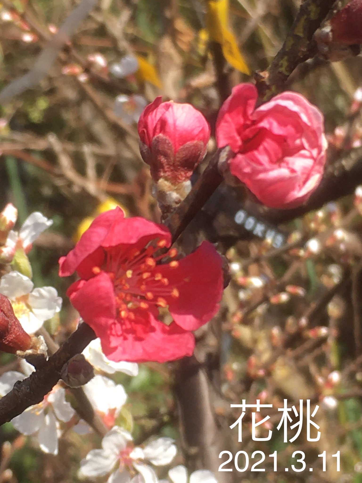 Sentomo 庭の果樹 草花の 開花状況ー１５ スモモ サンタローザ 受粉樹 スモモ バイオチェリ ー 受粉樹 杏 Mさんから枝を頂き 接ぎ木 花桃 赤 スモモ 杏 花桃 サンタローザ バイオチェリー T Co 36jp4pzpzz Twitter