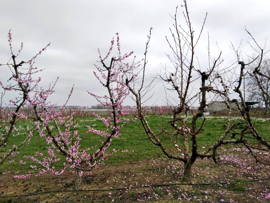 End of Pollination season🐝. A reference peach tree with full of flowers and side by the pollinated tree🌸. #peachblossom #pollination #spring <a href="/irtacat/">IRTA</a> <a href="/CRAGENOMICA/">CRAG</a>