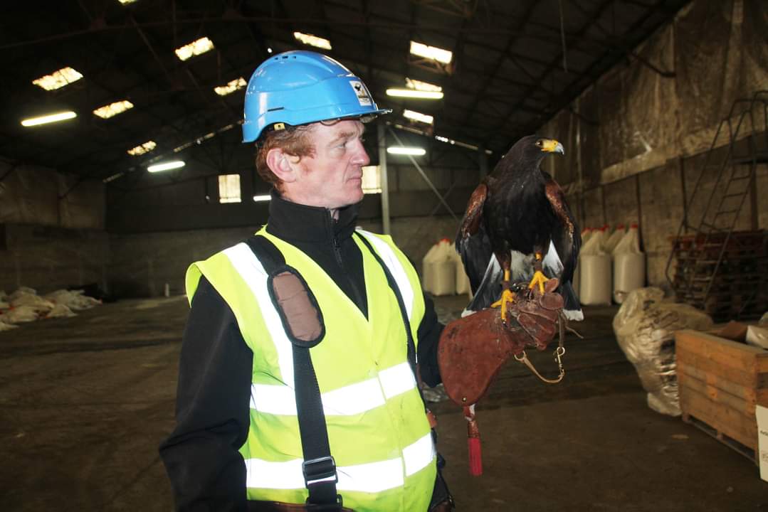 Pour lutter contre les pigeons dans ses silos,  <a href="/terrenacoop/">Terrena</a> mise sur les faucons...