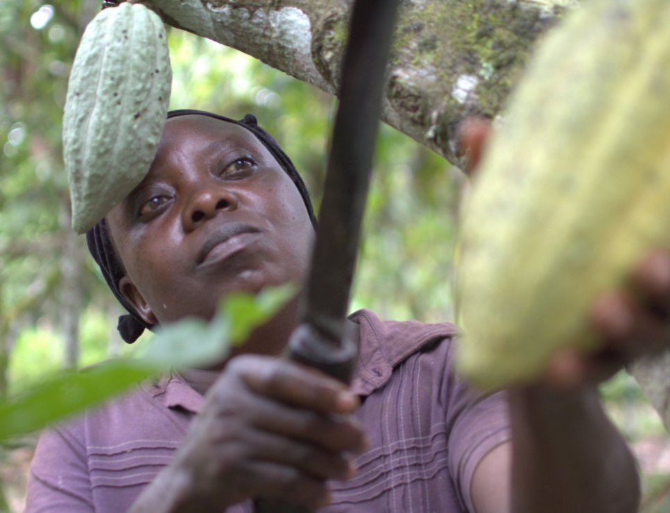 We love this photo of Kyakimwa Perusi from Nkisya North, Bundibugyo harvesting a pod! 52% female farmers which means we are working with 504 female farmers in Semuliki Forest, Uganda!

#womeninchocolate #womenincacao #uncommonquality #transparenttrade