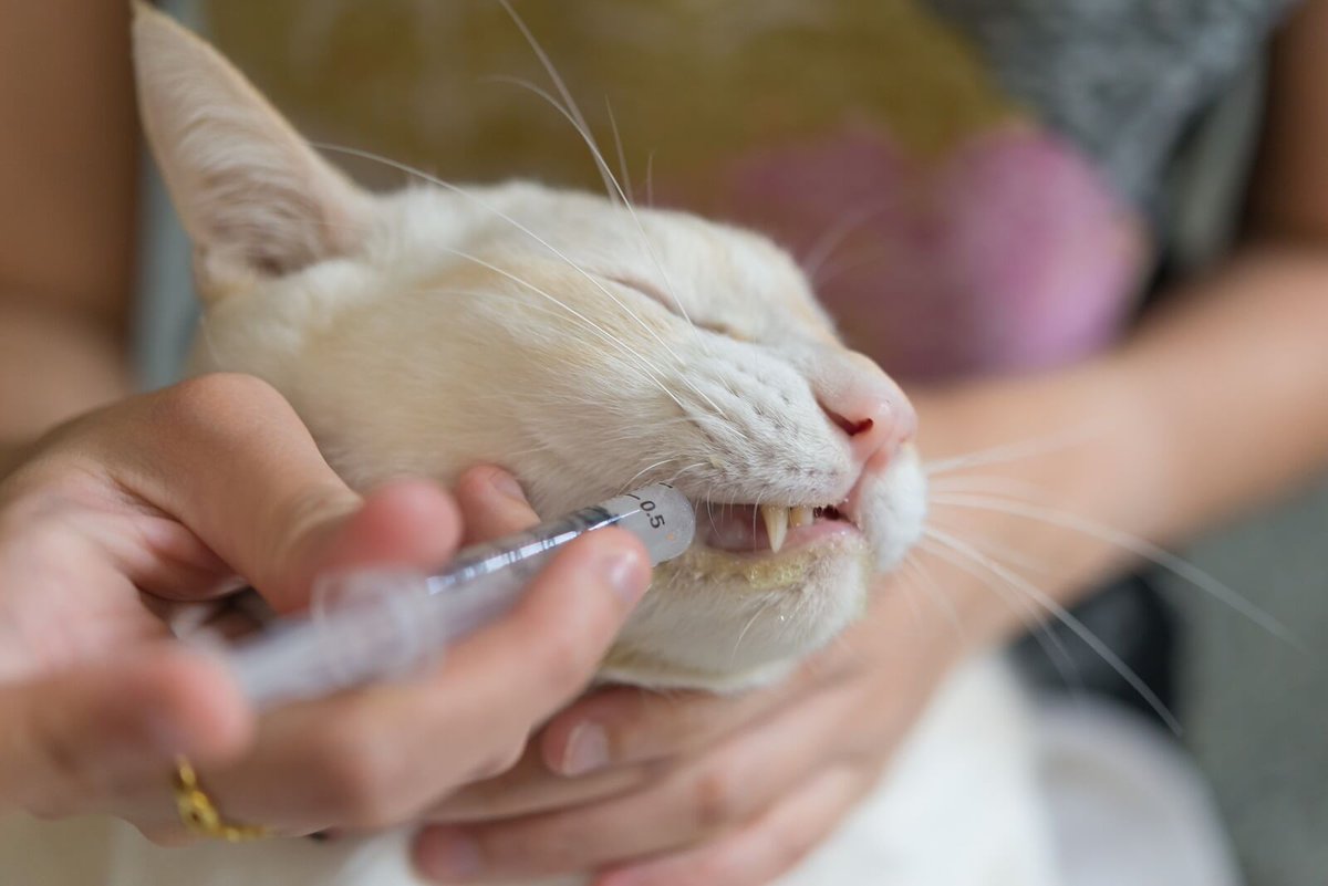 Что значит пена у рта. Таблетки для кошек. Кот со шприцом. Заболевания ротовой полости у кошек. Кот с лекарствами.