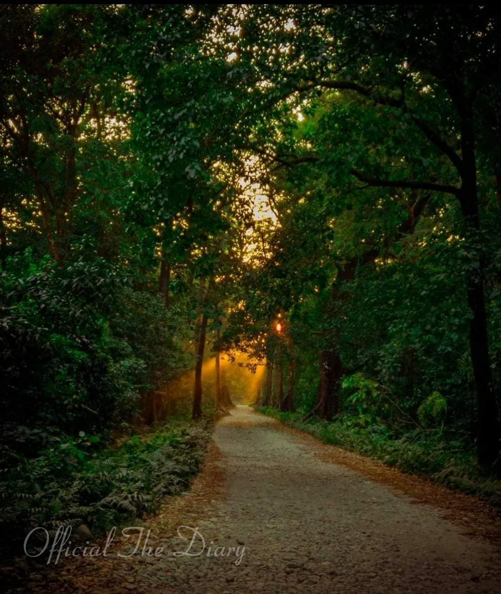 OfficialTheDia2's tweet photo. “A tree is our most intimate contact with nature.”
Picture Courtesy: Namita Das
𝙺𝚎𝚎𝚙 𝙴𝚡𝚙𝚕𝚘𝚛𝚒𝚗𝚐 𝙺𝚎𝚎𝚙 𝚂𝚞𝚙𝚙𝚘𝚛𝚝𝚒𝚗𝚐...

#trending #viral #facebook #explorepage  #photography #India #blogger #viralphotos #foryoupage #dailyphoto #photoshoot #officialthediary https://t.co/UVZolsmBIF