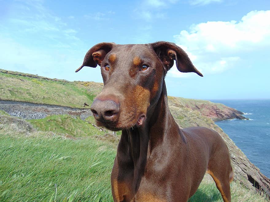 Katra on Twitter: "Just spending my lunch hour upset that people crop and mold the ears of Dobermans when these the natural ears I just want to cry https://t.co/xnXP75fE4Q" / Twitter