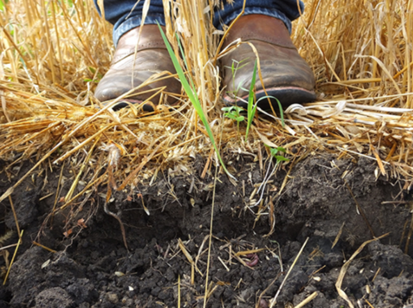 USDA_NRCS's tweet photo. How can you be sure you’re planting the right crops in the right soil? Web Soil Survey – know before you grow. https://t.co/2LUH61Rg8d https://t.co/QBD2N8D41h