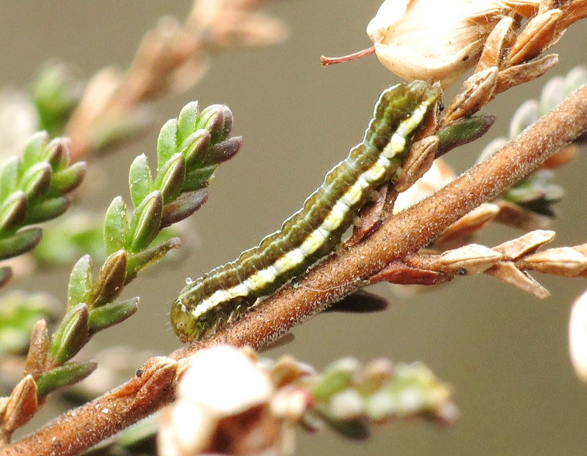 Gisteren een paar rupsen van de Late heide-uil (Xestia agathina) gevonden op de Borkeld. Een zeldzame soort die ik nog niet eerder zag. #rups #noctuidae #nachtvlinder #moths #insect #macro #nature #Borkeld <a href="/Nachtvlinders/">Nachtvlinders</a> <a href="/waarneming/">Waarneming.nl</a> <a href="/ivnrijssenenter/">IVN Rijssen-Enter</a> <a href="/volgdenatuur/">volg de natuur</a> <a href="/ivnrijssenenter/">IVN Rijssen-Enter</a>