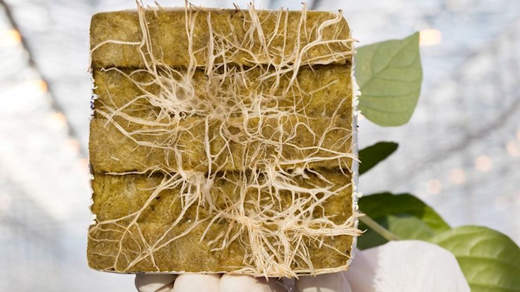 EatThis_network's tweet image. 𝗔 𝗰𝗶𝗿𝗰𝘂𝗹𝗮𝗿 𝗲𝗰𝗼𝗻𝗼𝗺𝘆 𝗶𝗻 𝗵𝗼𝗿𝘁𝗶𝗰𝘂𝗹𝘁𝘂𝗿𝗲? Eat This contributor @Grodan recently published the 𝗙𝗼𝗼𝗱 𝗙𝗼𝗿𝘄𝗮𝗿𝗱 𝗽𝗮𝗽𝗲𝗿, discussing the development towards a circular economy with 3 experts, from 3 angles. A good read 👉bit.ly/3l6aE7H