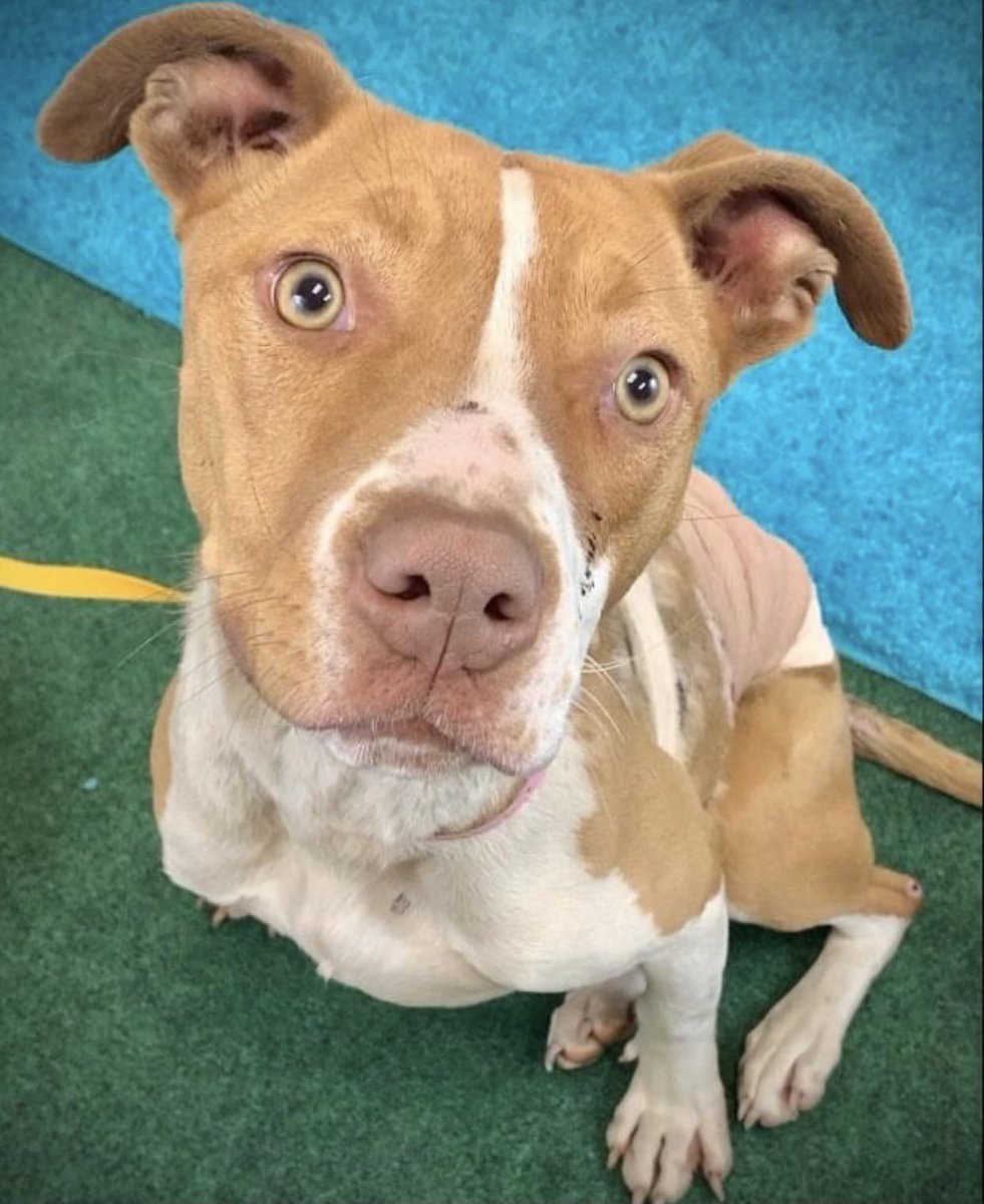 reddogsusie's tweet photo. #TN #MEMPHIS
🆘🆘CODE RED Babette 9mo hw- with suspected burns on her back this little sweetheart is adorable. She loves ppl &amp; is as sweet as can be despite her injuries! Needs vet care, #RESCUE #FOSTER #PLEDGES PLS HELP🙏🏻 #MASA3542 https://t.co/ZWITaVF0EW https://t.co/gnwkKN21Zv