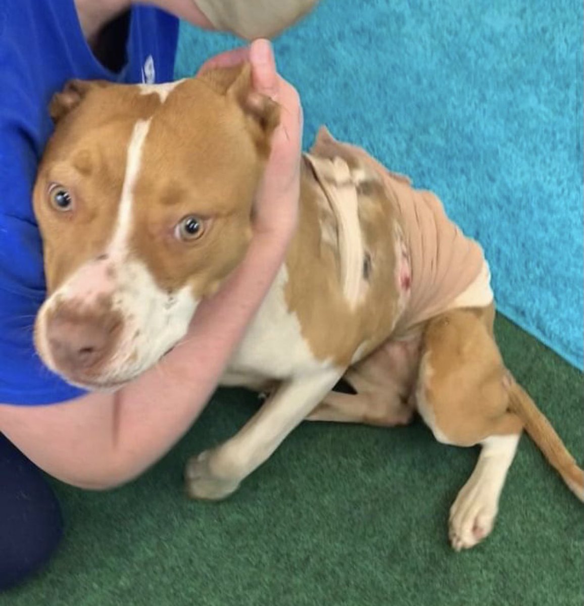 reddogsusie's tweet photo. #TN #MEMPHIS
🆘🆘CODE RED Babette 9mo hw- with suspected burns on her back this little sweetheart is adorable. She loves ppl &amp; is as sweet as can be despite her injuries! Needs vet care, #RESCUE #FOSTER #PLEDGES PLS HELP🙏🏻 #MASA3542 https://t.co/ZWITaVF0EW https://t.co/gnwkKN21Zv