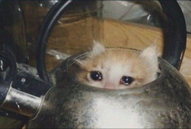 tcmmolouis's tweet photo. feel free to unfollow me for posting crying cat memes, it won’t stop me https://t.co/4EzOBAPloL