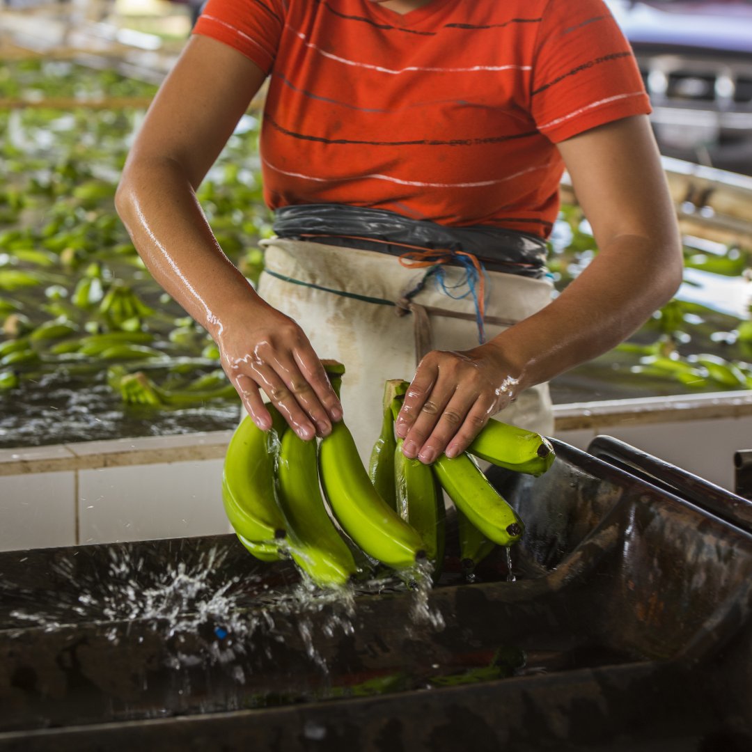 OUbananas's tweet photo. Did you know that organic farming produces 66% less emissions than conventional methods?

Without the use of heavy machinery, toxic chemicals, or massive production scales, our bananas help pave the way for a brighter future ☀️ https://t.co/9BahKI6mMf