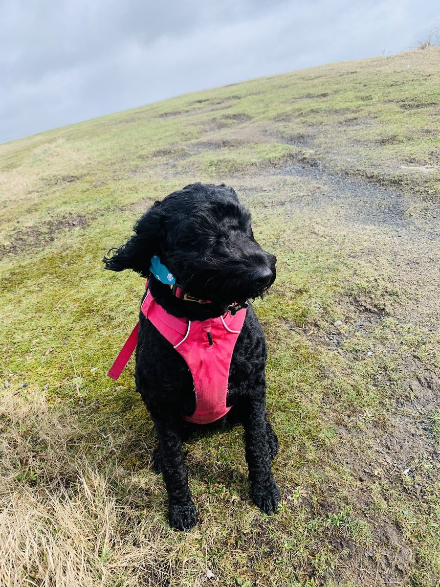 MaddisonAvon's tweet photo. She is too beautiful #labradoodle #walks #marchdogwalkingchallenge https://t.co/5puOANJFhN