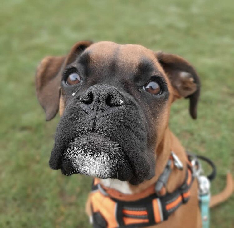 Some great entries to our #CroydonWalkies photo competition in partnership with @rspca Croydon coming through 🙌 Read more below and get snapping to win a meal for you and your pooch at <a href="/mrfoxcroydon/">mrfoxcroydon</a> 😉. eastcroydoncool.co.uk/2021/03/01/cro…