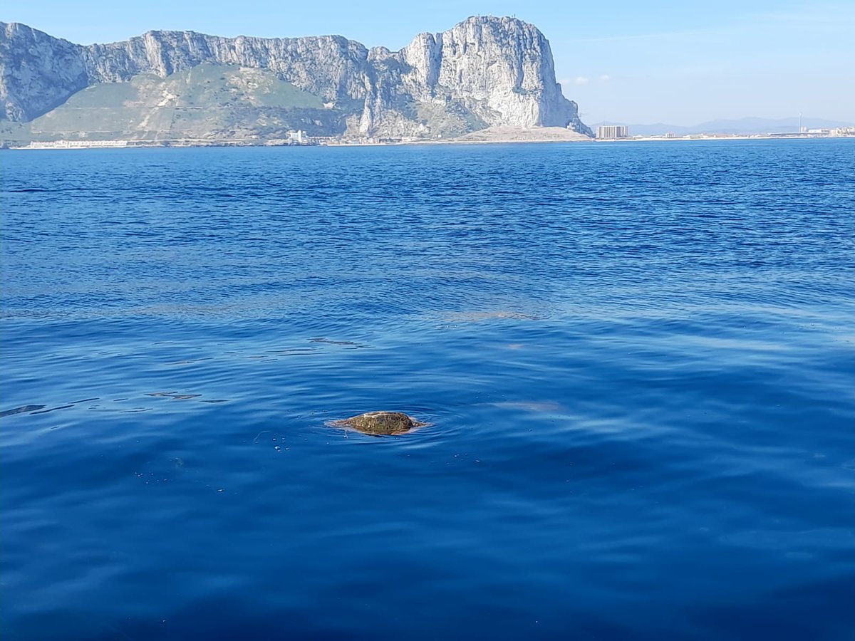 Loggerhead turtle, Caretta caretta, sighting on the Eastside of the Rock today. 

This species is listed as threatened so it's fantastic to see them in BGTW

Sighting and photo credit: Wilson Oliveira

#NemoSpotter #citizenscience #gibraltar #BGTW #NEMO