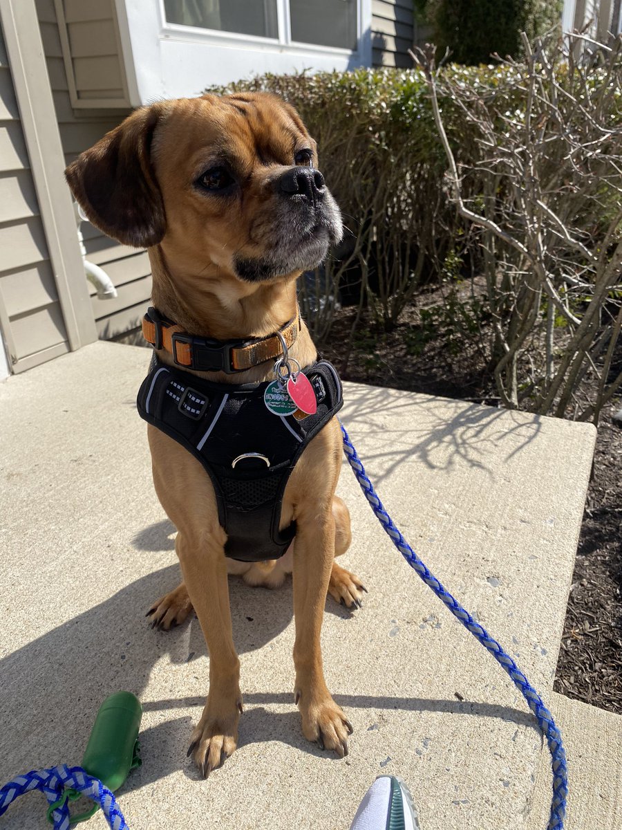 Somebody is excited for the warm weather and longer walks the come with it!