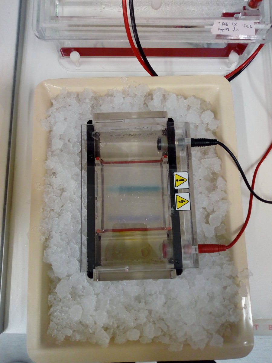 MicroBioMol's tweet photo. A esto llamo yo mimar un gel de agarosa: lleva tres horitas corriendo a unos 80 V y yo rellenándolo de hielo cada media hora como quien le echa agua a su plantita
#PhDadventures #Pasteur #Science https://t.co/ttyURzSgke
