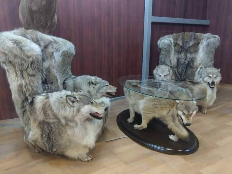 NWCWolfwatcher's tweet photo. Please help right now- if you are in or around Montana or even far please get to this hearing. Take actions below ALSO , ASAP.  Hearing is on Friday 3/12.
More at 
https://t.co/ofyfMHpSDx https://t.co/t0At3oAL2L
